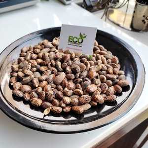 Semillas de Ricino Naturales AD ECO, 50-60% de Contenido de Aceite, 29% de Proteína, Certificación HACCP, Biocombustible de Belleza, Gujarat - Product Image 3