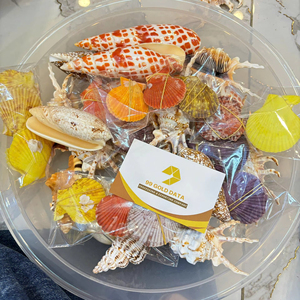 ผู้ผลิตเวียดนาม จำหน่ายเปลือกหอยตกแต่งหลากหลายชนิด เช่น หอยสังข์ หอยเชลล์ หอยสองชั้น สำหรับตกแต่งบ้าน จำหน่ายส่งและส่งออก - Product Image 1