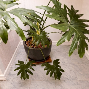 Macetero Cuadrado de Madera de Acacia de 12 Pulgadas, Estilo Moderno, con Ruedas, Acabado Glaseado, Nuevo Diseño, para Hogar y Jardín - Product Image 4