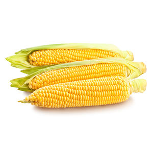 Proveedor de Maíz Amarillo Crudo a Granel, Precio de Fábrica, Maíz de Primera Calidad Sin OMG para Mercados de Exportación - Product Image 5