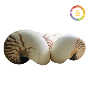 Conchas de Nautilus Campanuladas Exquisitas, Artesanía de Alta Calidad para Decoración Única y Joyería Artística, Suministro Profesional - Product Image 3