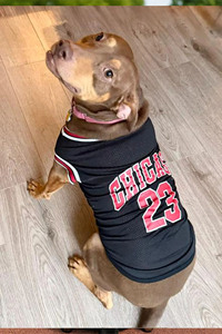 Chaleco Deportivo de Malla para Perros Chicago 23, Transpirable, para Todas las Estaciones - Product Image 2