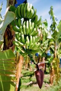 Vietnam Premium Cavendish Bananas G9 Organic Fresh Green and Yellow Bananas para exportación Etiqueta personalizada por 99 Gold Data - Product Image 6