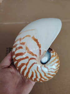 Concha de Nautilus Brillante para Decoración de Interiores, Diseño de Acuarios y Suministros para Manualidades, con Distribución de Exportación - Product Image 5