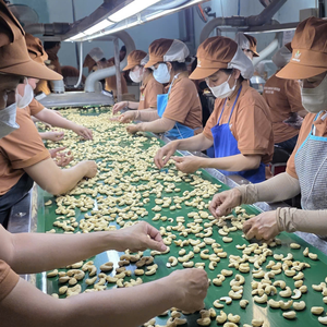 Wholesale Raw Edible Cashew Nuts From Vietnam Low Price Santigo High Quality - Product Image 6