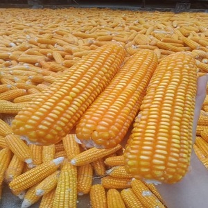 Maíz Amarillo Congelado de Primera Calidad de China, Maíz Dulce para Consumo Humano, Exportación al por Mayor - Product Image 4