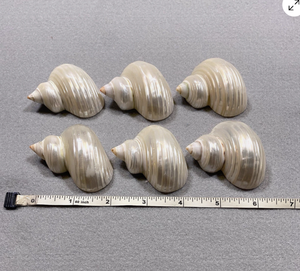 Anillo para servilletas artesanal de conchas de Vietnam para decoración de temática tropical y servicio de mesa en hostelería - Product Image 5