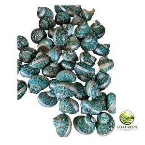 Natural Green Mother of Pearl Shell Large Conch Seashell for Decoration Craft Jewelry Making Premium Quality Export - Product Image 3