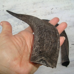 Goat Horn Pairs Natural Finished Eco-Friendly Rustic Halloween New High Quality for Decoration & Craft - Product Image 3