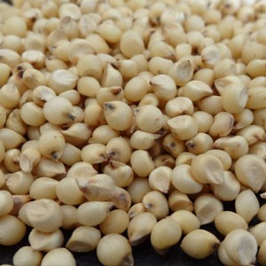 Graines de sorgho de qualité supérieure, stock frais, vente en gros, approvisionnement en vrac, exportation mondiale, Afrique du Sud, longue durée de conservation pour l'alimentation - Product Image 2