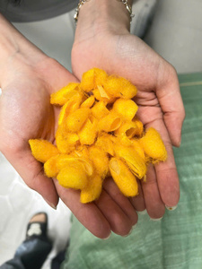 Natural <b>Silkworm</b> Cocoons Raw Silk Material for Handmade Craft Textile Beauty Care and Wholesale Export Supply - Product Image 3