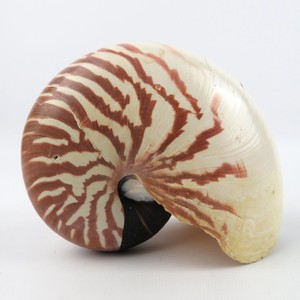 Coquillages de nautilus naturels en promotion, grandes coquilles marines à prix avantageux pour la décoration - Product Image 3