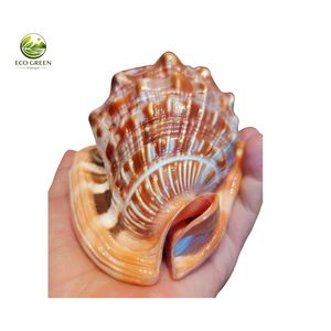 Coquille de mer rouge naturelle de qualité supérieure, décorative, pour maison de plage, mariage, aquarium et décoration artisanale - Product Image 5