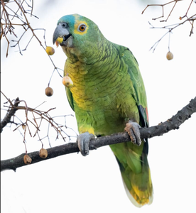 Live Blue-Fronted for Parrots for <b>Aviary</b> Breeding Ornamental <b>Bird</b> Keeping Wholesale Export Supply NMF (PVT) LTD South Africa - Product Image 1