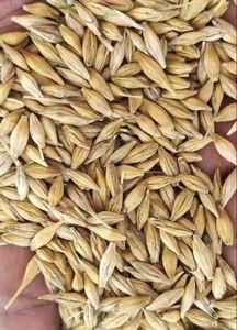 Blé à grains longs biologique pur de haute qualité, adapté à la production de farine, à la pâtisserie et à la fabrication alimentaire - Product Image 3