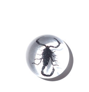 Cabujón de Plástico con Espécimen Real de Escorpión Negro, Redondo, 19x19 mm, Base Plana Transparente, para Manualidades y Joyería - Product Image 3