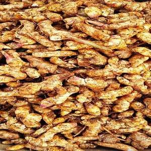 ข้อนิ้วขมิ้นอินเดียพรีเมียม รูปทรงทองเหลืองโดดเด่น สำหรับผู้ค้าส่งเครื่องเทศ ผู้จัดจำหน่ายวัตถุดิบ และอุตสาหกรรมอาหาร - Product Image 6