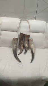 ฮอร์นดื่มแบบดิบดิบสไตล์สัตว์แกะสลักยาว15ถึง17นิ้ว - Product Image 3