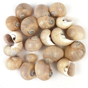 Coquillages décoratifs de qualité supérieure, coquillages naturels de l'océan, très demandés, pour la création de bijoux et d'accessoires. - Product Image 2