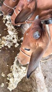 Farine de soja biologique Viet Delta 100% Premium avec 10% d'humidité maximale pour l'alimentation des bovins, des porcs, des poulets et des chevaux - Product Image 4