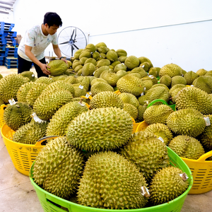 PROVEEDOR PRINCIPAL MARCA VDT Durian Congelado Dulce - Rey de las Frutas, Envasado al Vacío, Alta Calidad, Precio Competitivo, Origen Vietnam/ Sra. Alina - Product Image 4