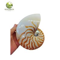 Concha de Nautilus Natural Premium, Pieza Decorativa Espiral de Lujo, Regalo Único del Océano, Concha de Concha Marina Coleccionable Rara, Decoración Artística Marina