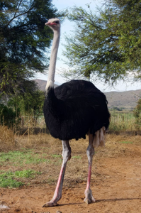 High Quality South <b>African</b> Ostrich for Bulk Livestock Supply and Commercial Farms - Product Image 5
