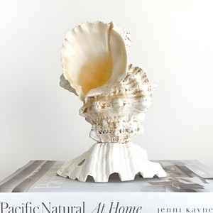 Lampe de table décorative en coquillages naturels, lampe d'appoint en forme de coquille de conque, lumière de nuit - Product Image 3