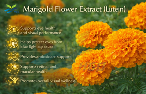 โรงงาน HGO จัดจำหน่ายสารสกัดดอกดาวเรืองบริสุทธิ์จากธรรมชาติ (Tagetes erecta) เกรดอาหาร ลูทีน 10% สารสกัดมาตรฐาน - Product Image 3