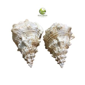 Coquille de grenouille géante naturelle Tutufa Bubo Ruddy pour la décoration de centres de villégiature, d'aquariums et l'artisanat côtier - Product Image 1