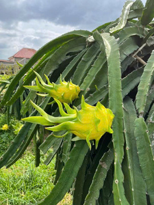 Dragon <span class=keywords><strong>fruit</strong></span> jaune ODM <span class=keywords><strong>de</strong></span> haute qualité, norme d'exportation courante, frais, 100% naturel, OEM - Product Image 1