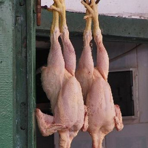 Poulet de chair congelé halal de qualité export certifiée, emballé pour la distribution en gros - Product Image 2