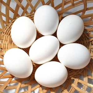 Huevos Blancos de Primera Calidad, Frescos de Granja, Higiénicos y Ricos en Nutrientes, Huevos de Gallina para Servicios de Alimentación, Supermercados y Exportación a Precio Económico - Product Image 3