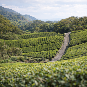 Premium Black <b>Tea</b> Bulk Supplier Japanese Quality Standard OEM - Product Image 5