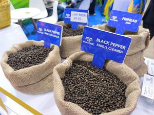 พริกไทยดำเวียดนาม ทำความสะอาดแล้ว |   รูปทรงกลม, เมล็ดพืชดิบ |   ขนาด 1 มม.-3 มม. |   ผู้ผลิตโดยตรง (จอยซ์) - Product Image 3