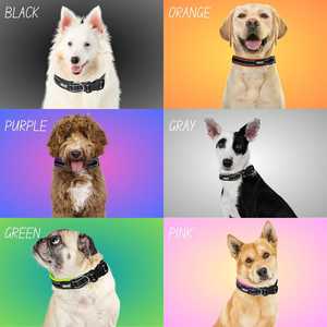 Premium Soft Padded Dog <b>Collar</b> OEM ODM Custom Logo Adjustable Reflective Pet <b>Collar</b> Direct Manufacturer - Product Image 6
