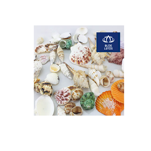 สินค้าเปลือกหอยทะเลบริสุทธิ์ ปลอดภัย สะอาด เป็นมิตรต่อสิ่งแวดล้อม เป็นที่ต้องการอย่างมาก เหมาะสำหรับงานประดิษฐ์และตกแต่งงานอีเว้นท์ มีจำหน่ายโดยตรงจากผู้ผลิต - Product Image 1