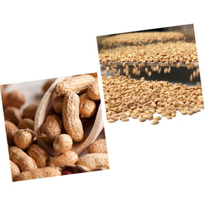 Cacahuetes crudos con cáscara, cacahuetes secos de alta calidad del Reino Unido, los más vendidos, al por mayor, nueva cosecha - Product Image 6
