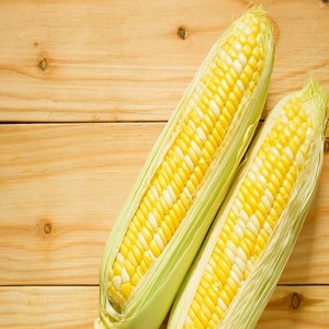 Maíz Blanco (NO OGM) para Consumo Humano / Maíz Amarillo, Maíz Amarillo Seco, Palomitas de Maíz, Maíz Blanco en Venta - Product Image 1