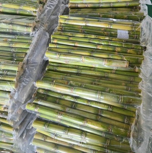 Proveedor de Caña de Azúcar Congelada de Primera Calidad al por Mayor, Top Ventas, Exportación a Granel, Oferta Especial, Jugo Natural de Caña Envasado al Vacío - Product Image 2