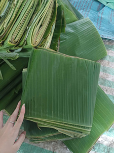 ใบตองเวียดนามแช่แข็งคุณภาพส่งออก ผู้ผลิตระดับพรีเมียม พร้อมจำหน่ายส่งในปริมาณมากสำหรับตลาดบรรจุภัณฑ์อาหารเชิงพาณิชย์ - Product Image 6