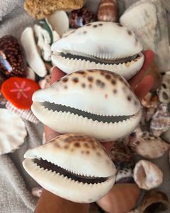Coquille de cauris naturelle polie avec rayures brunes et base crème pour collection d'art et présentation - Product Image 5
