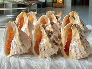 เปลือกหอยสีขาว เปลือกหอยหยก เปลือกหอยเทอร์โบ เปลือกหอยเกลียว เปลือกหอยทะเลขนาดใหญ่ เปลือกหอยสังข์ เปลือกหอยเทอร์โบสีขาวธรรมชาติสำหรับตกแต่ง เปลือกหอยหยกเทอร์โบ - Product Image 4