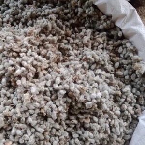เมล็ดฝ้ายสำหรับส่งออก - Product Image 3