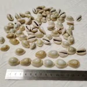 Proveedor de conchas de COWRIE de TOPRING de Vietnam – Tamaños mixtos de 1.5 a 2.5 cm, disponible al por mayor - Product Image 4