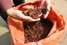 Anís Estrellado de Primera Calidad, Nueva Cosecha, Especias Secas, Semillas de Hierbas, Alternativa al Pimienta Negro de Vietnam, Precio Económico, Mezclado - Product Image 6