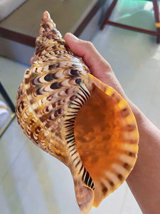 Coquille de trompette naturelle polie de grande taille, vente chaude directe d'usine, pour collection, décoration et artisanat - Product Image 1