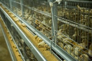 Jaula tipo H para avicultura, jaula para pollos - Product Image 3