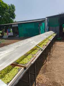 Secador Solar RAHEJA Samagra C100 para Frutas y Verduras, Marco de Metal Galvanizado, Cubierta con Protección UV, 4 x 40 Pies Cuadrados, Secado por Aire Forzado - Product Image 1