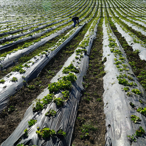 Poudre de fumier de vache de qualité supérieure, déchet agricole à vendre par les exportateurs - Product Image 6